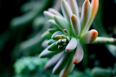 Close-up of flowering plant