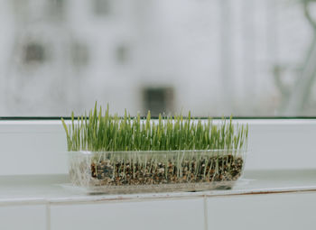 Sprouted oats in a container on the windowsill.