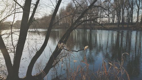 Reflection of trees in water