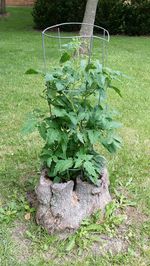 Plants growing on grassy field