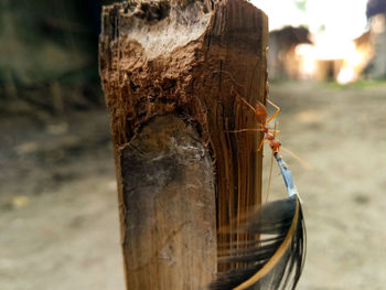 Close-up of lizard on wood