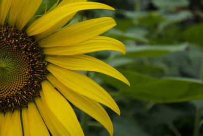 Close-up of sunflower