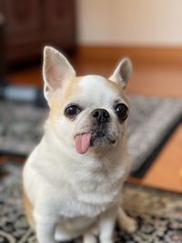Portrait of white dog at home