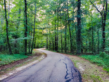 Road amidst trees in forest