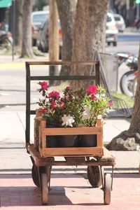 Potted plant by tree trunk