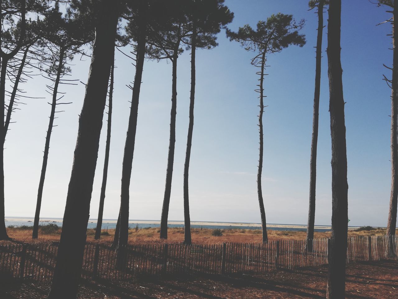 tree, land, plant, sky, tree trunk, nature, trunk, landscape, environment, natural environment, tranquility, beauty in nature, no people, scenics - nature, forest, morning, tranquil scene, non-urban scene, outdoors, sunlight, water, day, clear sky, growth, blue