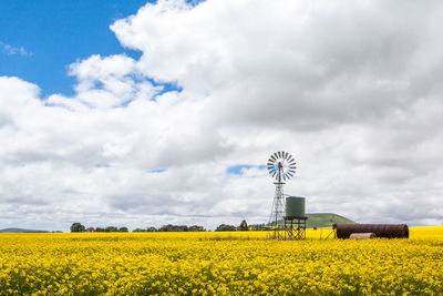 Yellow flowers on field against cloudy sky