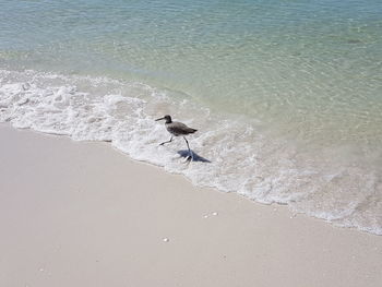 High angle view of bird on beach