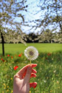 Hand holding dandelion against white flower