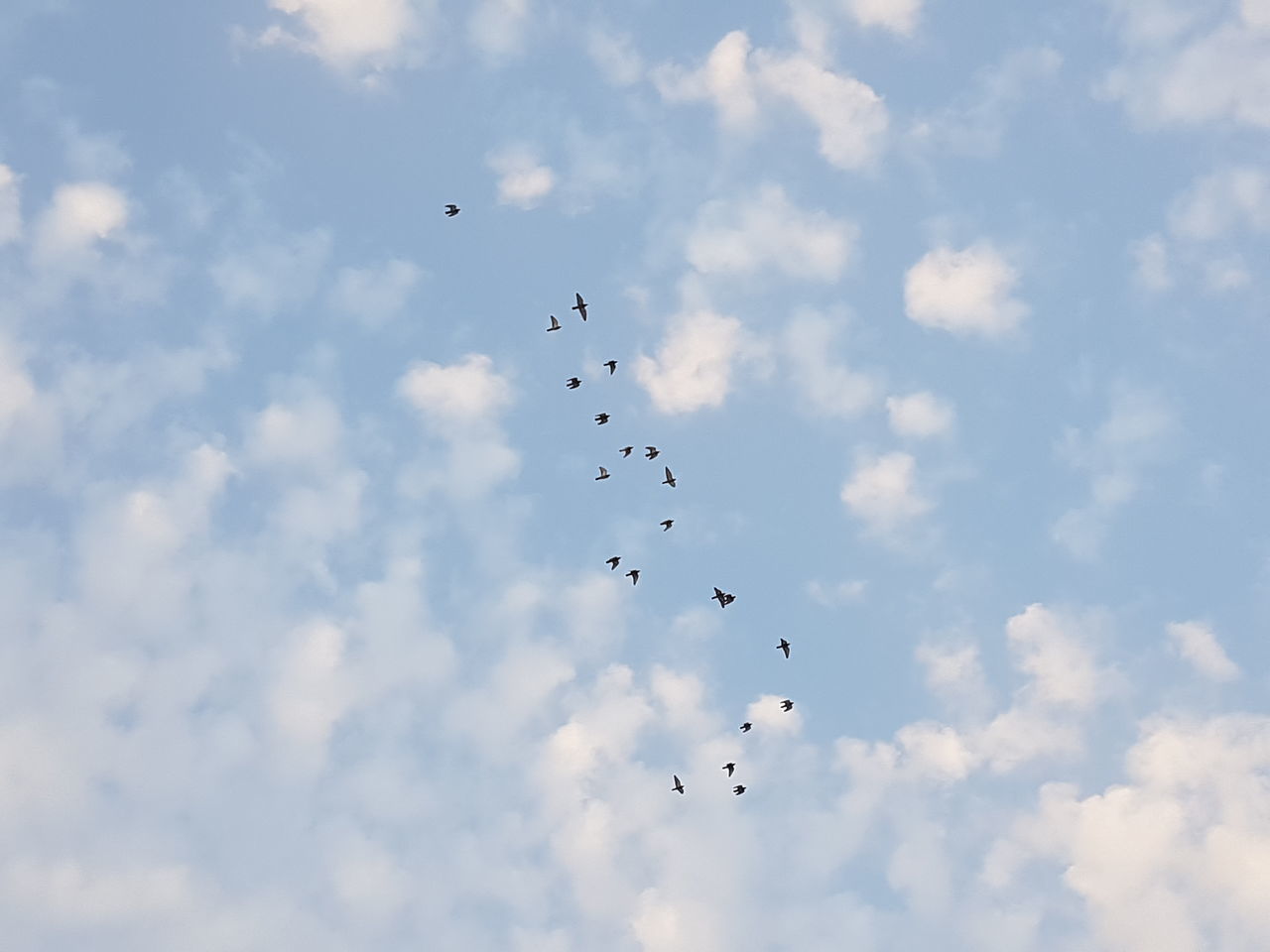 FLOCK OF BIRDS FLYING AGAINST SKY