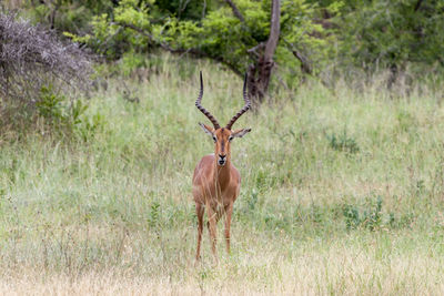 Deer standing in grass