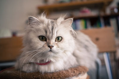 Close-up portrait of a cat