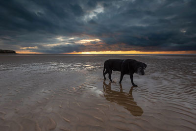 Horse standing on beach