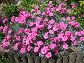 Close-up of pink flowers