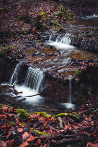 Forest creek waterfall