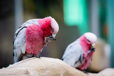 Close-up of parrot