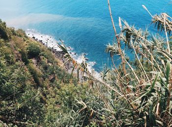 High angle view of plants by sea