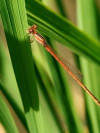 Close-up of insect on plant