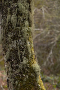 Close-up of moss on tree trunk