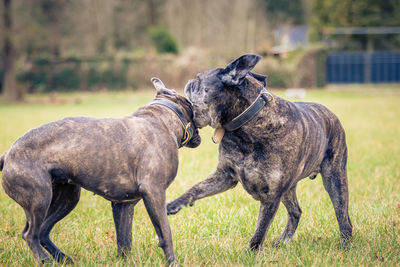 Dogs fighting on grass against trees