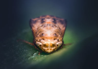 Close-up of a lizard