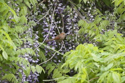 View of birds on plants