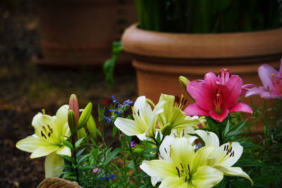 Close-up of fresh pink flowers in pot