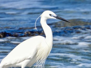 Close-up of a bird against sea