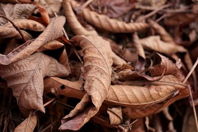 Close-up of dry leaves on ground