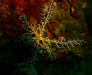 Close-up of coral in sea