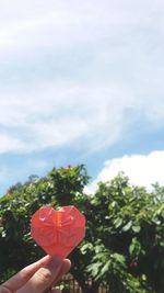 Close-up of hand holding red flowering plant against sky