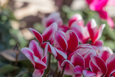 Close-up of pink flowering plants