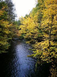 Scenic view of river in forest during autumn