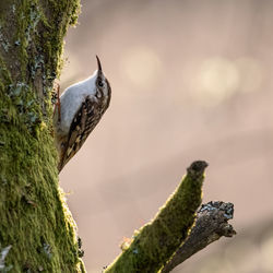 Common treecreeper  certhia familiaris perching on tree trunk with blurred background.
