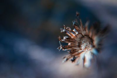 Flower-up of wilted plant