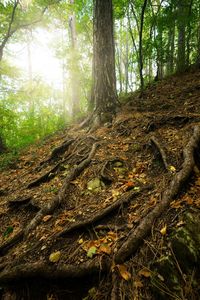 Sunlight falling on trees in forest