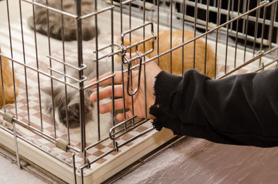 Boy stroks cat in a metal cage at an exhibition.