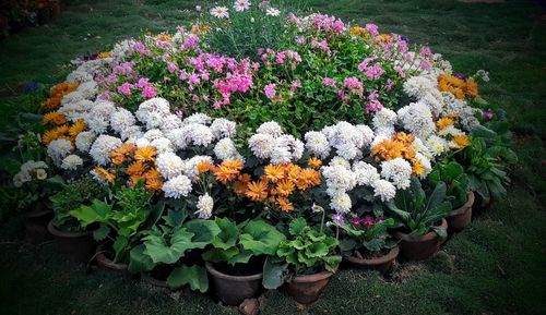 High angle view of flowering plants