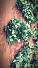 High angle view of leaf on table