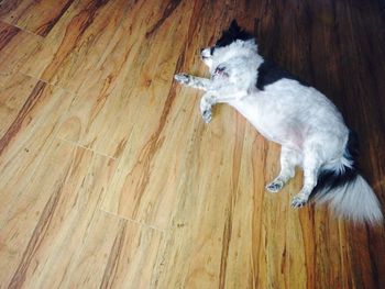 High angle view of white cat on wooden floor