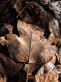 Close-up of dry maple leaves