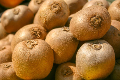 Fresh kiwi as a background, under the sun, spring fruit, close up