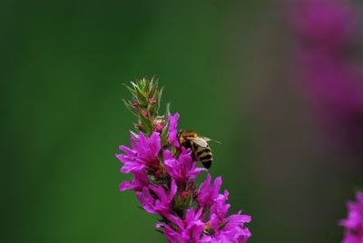 Honey bee pollinating on purple flower