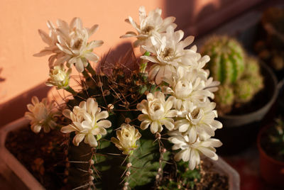 High angle view of white flowering plant