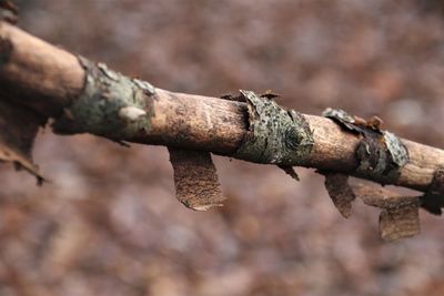 Close-up of rusty chain on branch