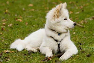 Close-up of white dog sitting on grass