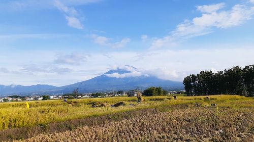 Scenic view of agricultural field against sky