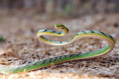 Close-up of snake on field