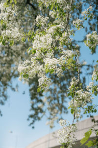 Low angle view of cherry blossom