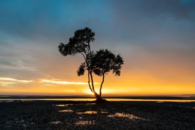 Silhouette tree on beach against sky during sunset